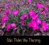SẮC THẮM YÊU THƯƠNG