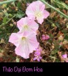 THẢO DẠI ĐƠM HOA