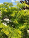 LÁ CHẠM VÀO YÊU