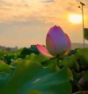 NGỌN GIÓ    XA XĂM