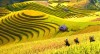 THU MÙA  CHÍN NỨC