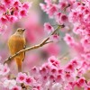 NHỊP ĐỜI MÃN KHAI!