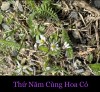 THỨ NĂM* CÙNG HOA CỎ