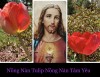 NỒNG NÀN TULIP NỒNG NÀN TÂM YÊU