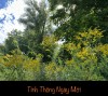 TINH THÔNG NGÀY MỚI