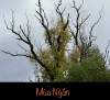 MÙA NGẮN