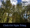 CÁNH GÍO NGÀN TRÙNG