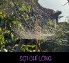 SỢI CHỈ LÒNG