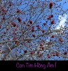 CON TIM HỒNG ÂM Ỉ