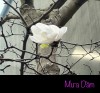 MƯA DẦM