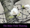 TÍN HIỆU TÌNH THƯƠNG