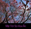 MẶT TRỜI SOI HOA ẤM