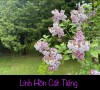 LINH HỒN CẤT TIẾNG