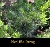 NƠI BÌA RỪNG