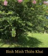 BÌNH MINH THIÊN KHAI