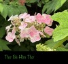 THƠ BÉ HỒN THƠ