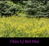 CHÂN LÝ BỞI ĐÂU