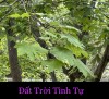 ĐẤT TRỜI TÌNH TỰ