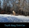 TUYẾT SÁNG TRỜI CAO