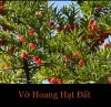 VỠ HOANG HẠT ĐẤT