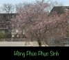 HỒNG PHÚC PHỤC SINH