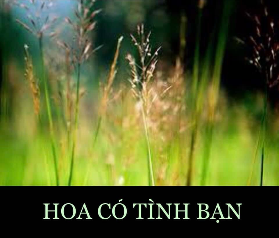 HOA   CỎ   TÌNH   BẠN   NHỎ