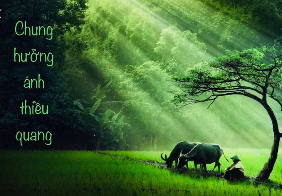 C H U N G H Ư Ở N G Á N H T H I Ề U Q U A N G